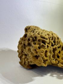 EPONGE MARIN DECORATIONS